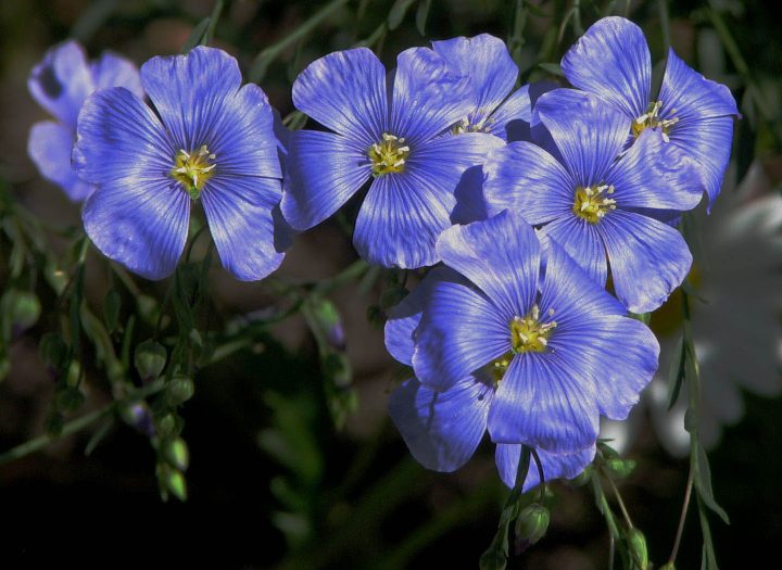 Vlasbloemen