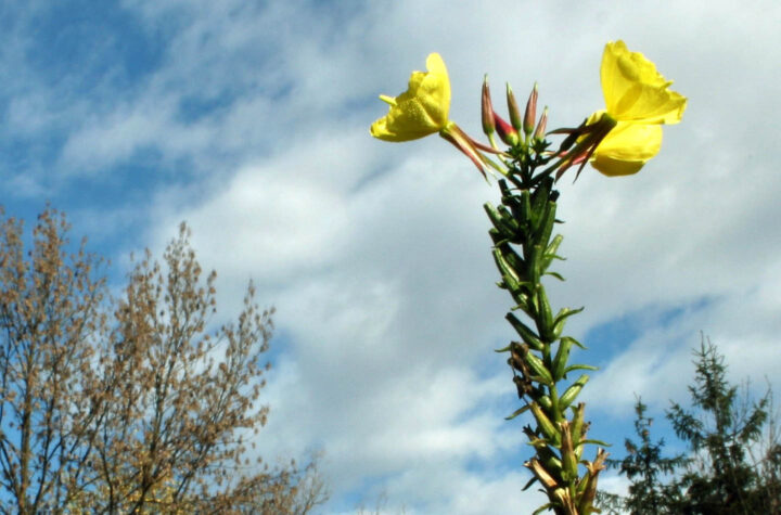 Teunisbloembloem