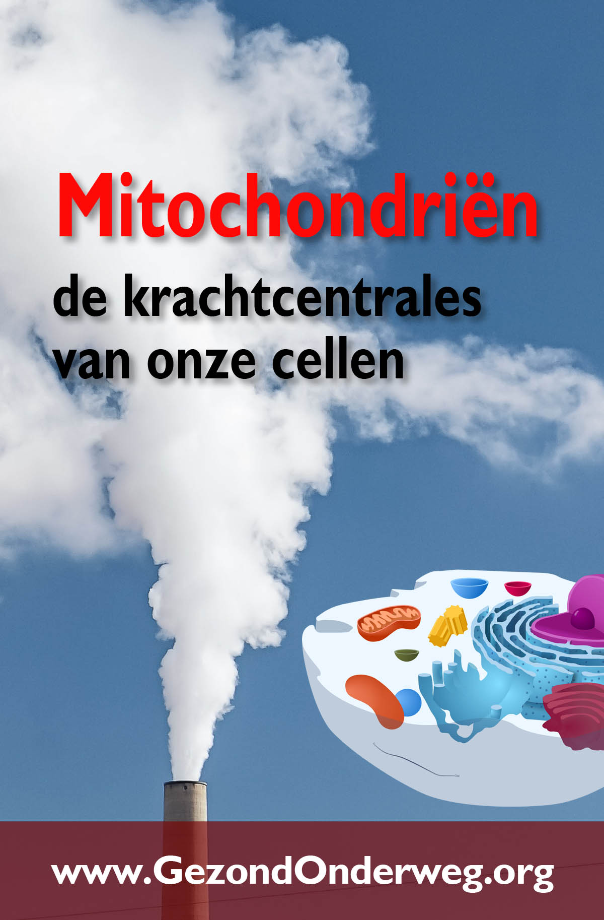 Mitochondriën - de krachtcentrales van onze cellen