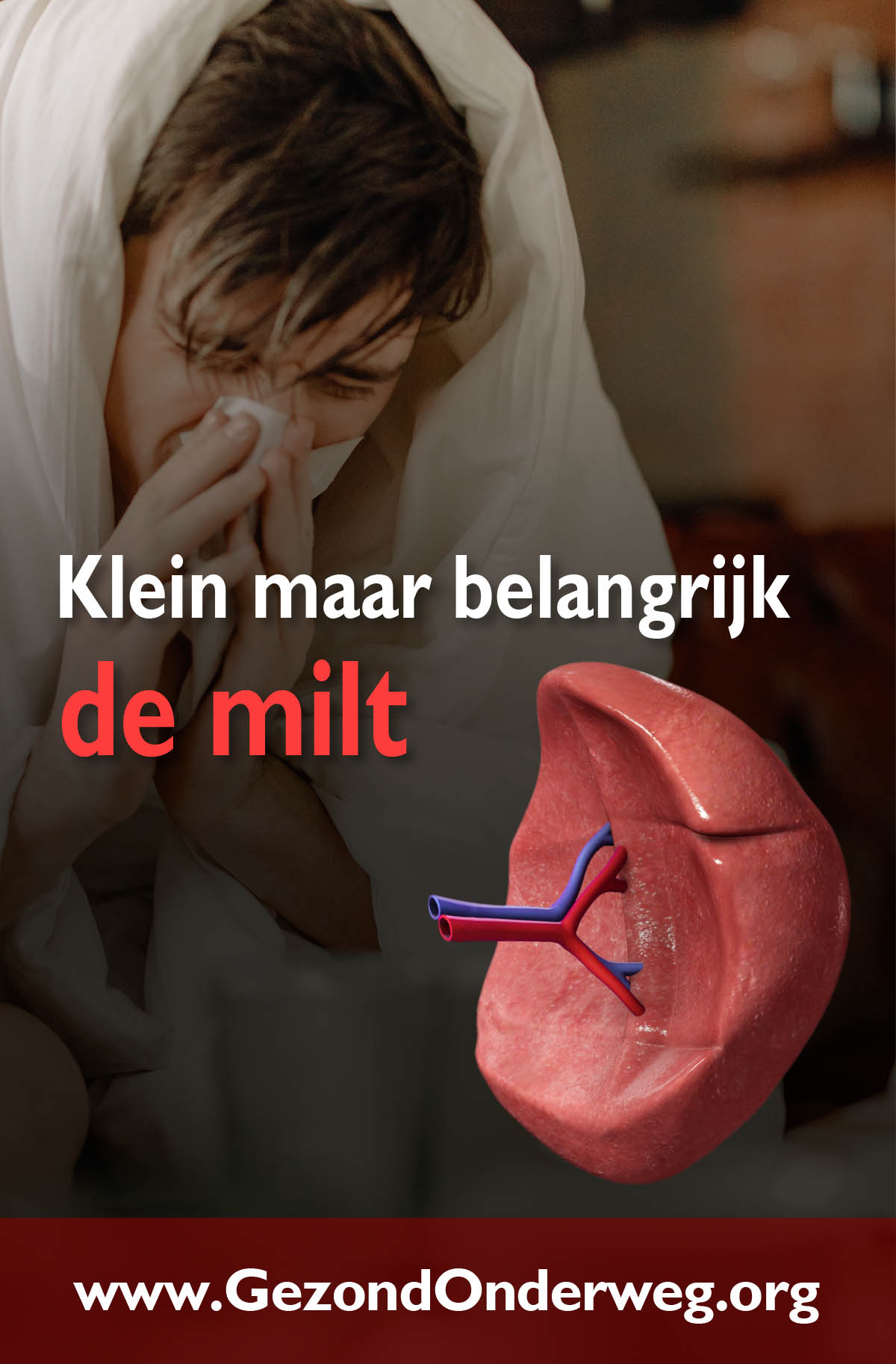 Klein maar belangrijk - de milt
