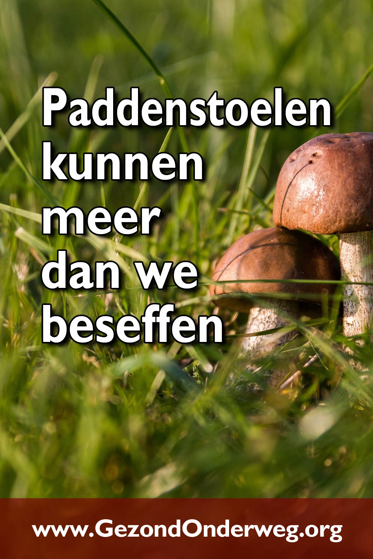Paddenstoelen kunnen meer dan we beseffen