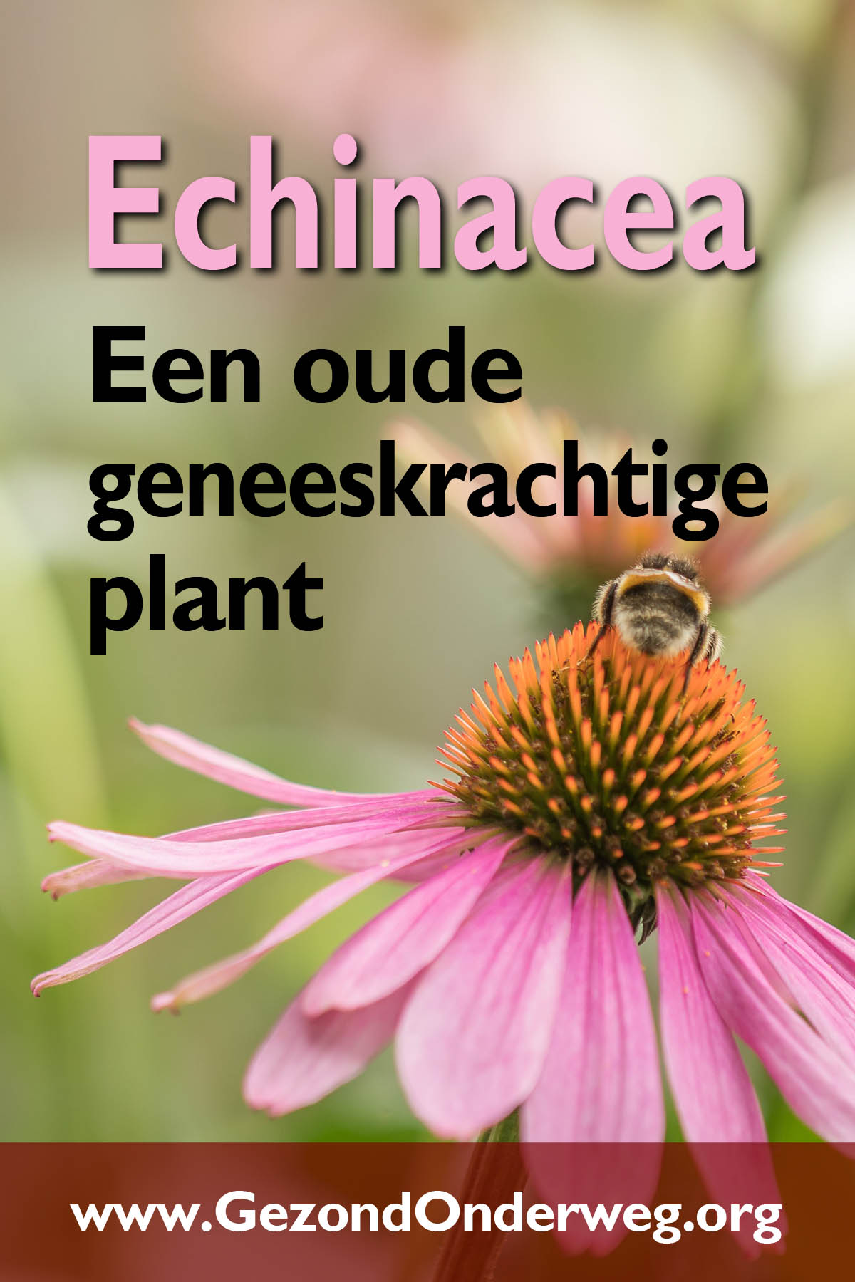 Echinacea - Een oude geneeskrachtige plant