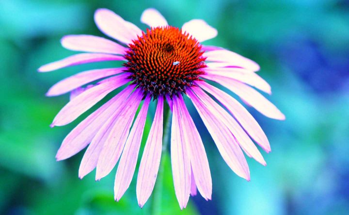 Eine Echinacea Bloem - Foto door Mabel Amber van Pexels
