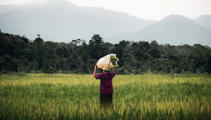 Biologische boeren in derdewereldlanden maken vaak gebruik van handenarbeid - Foto door Pat Whelen van Pexels