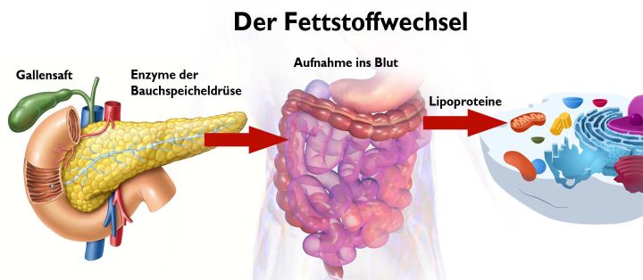Diagram van de vetstofwisseling