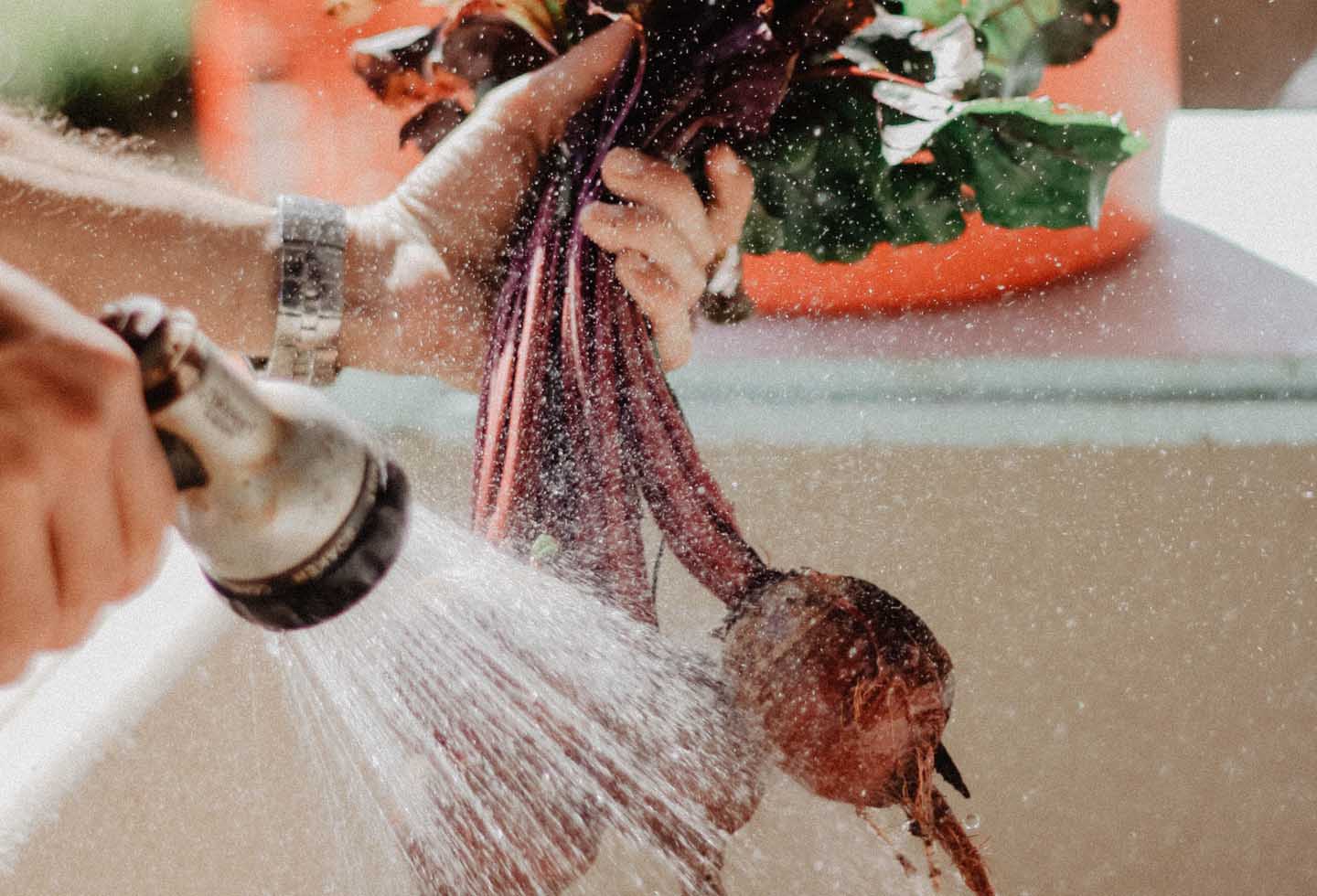 Verse groenten uit de tuin - 
Foto door Ava Motive van Pexels
