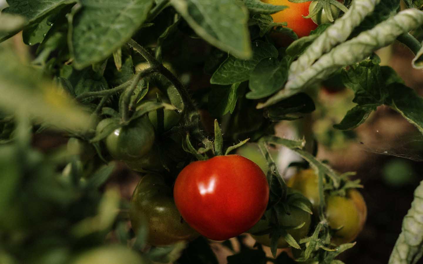 Seven Secrets for Successful Organic Gardening