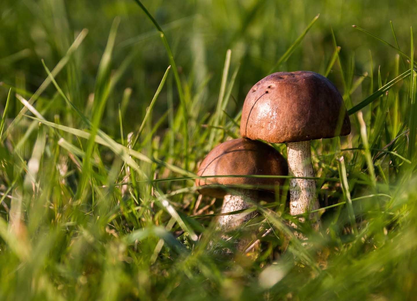 Pilze können mehr als wir ahnen