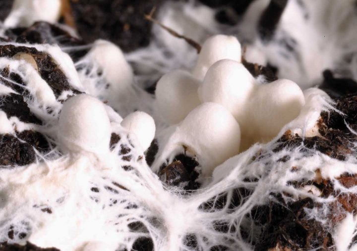 Mycelium en vruchtlichamen van paddenstoelen - Bron: Wikimedia