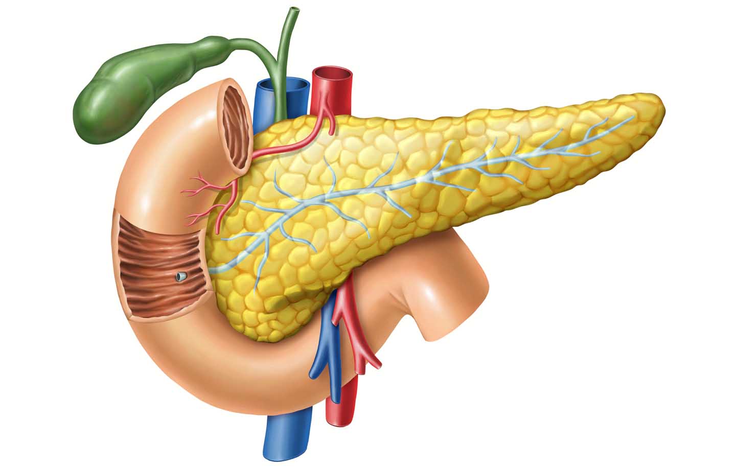 Anatomie van de alvleesklier