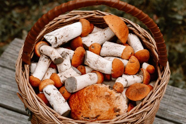 Een mand met geplukte paddenstoelen - Foto door Irina Iriser van Pexels
