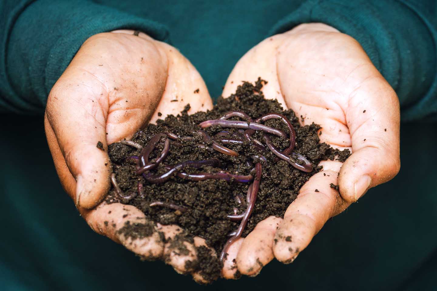 Organische grond met regenwormen - Foto door Sippakorn Yamkasikorn van Pexels
