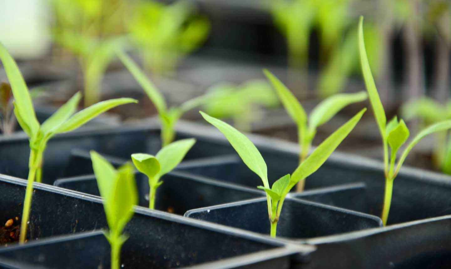 Zaaiplanten in een zaaibakje