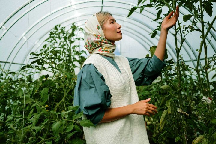 Een vrouw verzorgt de tomatenplanten.
