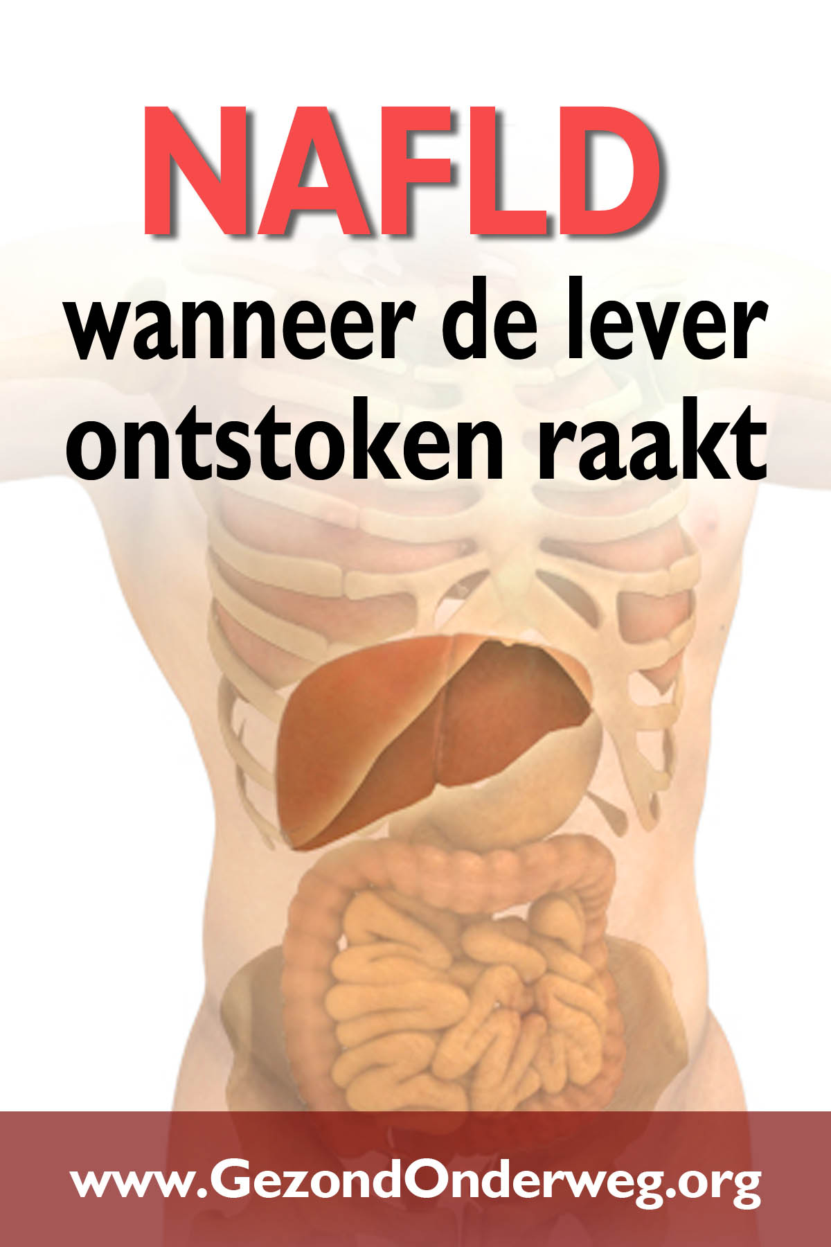 NAFLD - wanneer de lever ontstoken raakt
