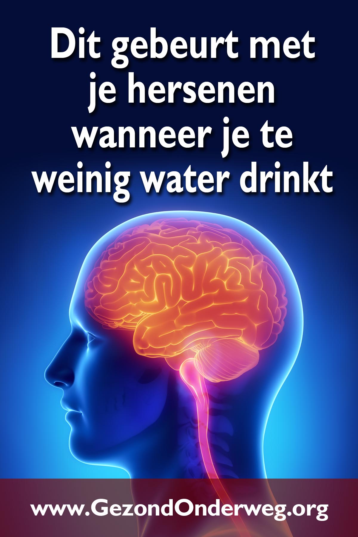 Dit gebeurt met je hersenen wanneer je te weinig water drinkt
