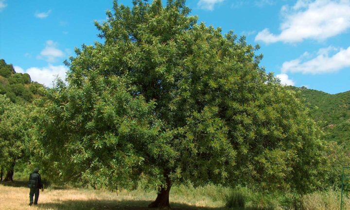 Een jonge johannesbroodboom in Sardinië, Italië
