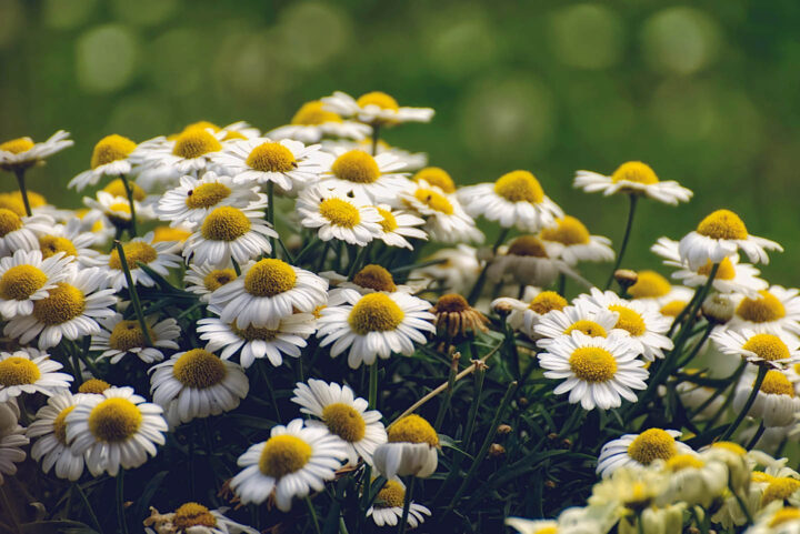 Kamillebloemen