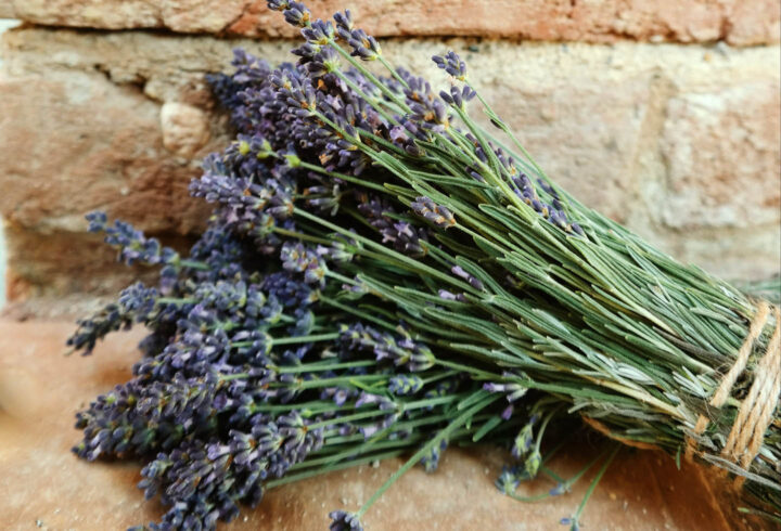 Lavendel