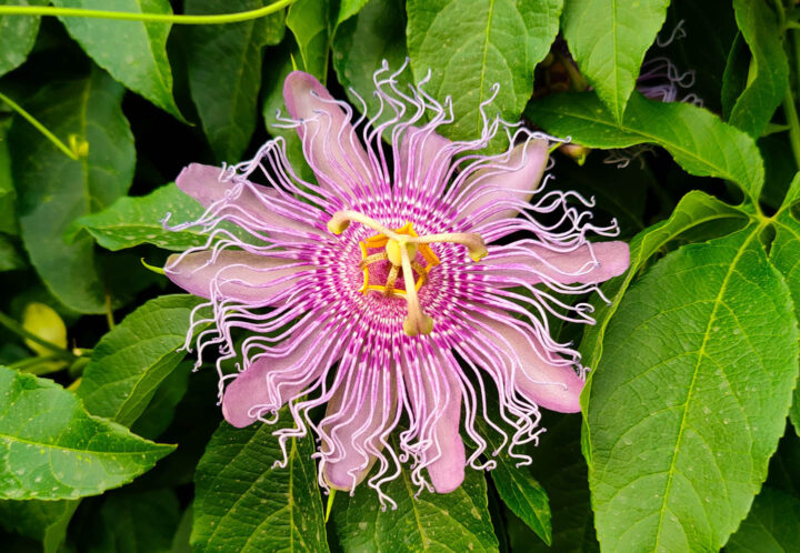 Passiebloem