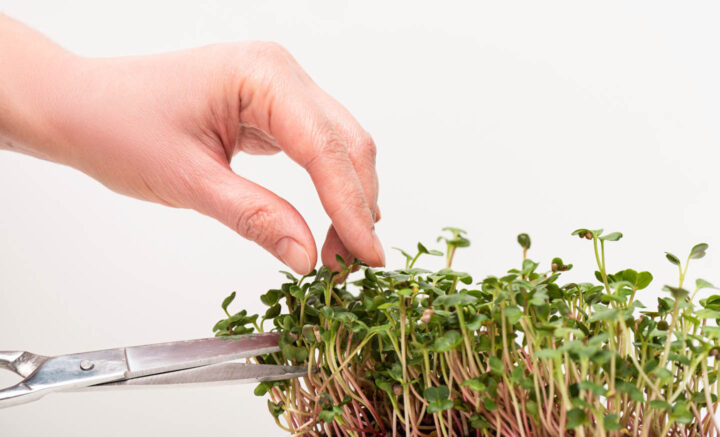 Microgreens met een schaar oogsten