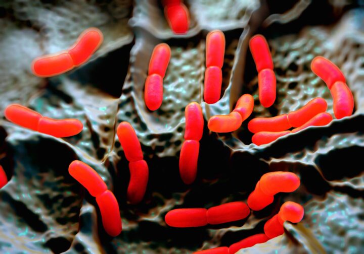 Hoe herstel u na het gebruik van antibiotica uw microbioom?