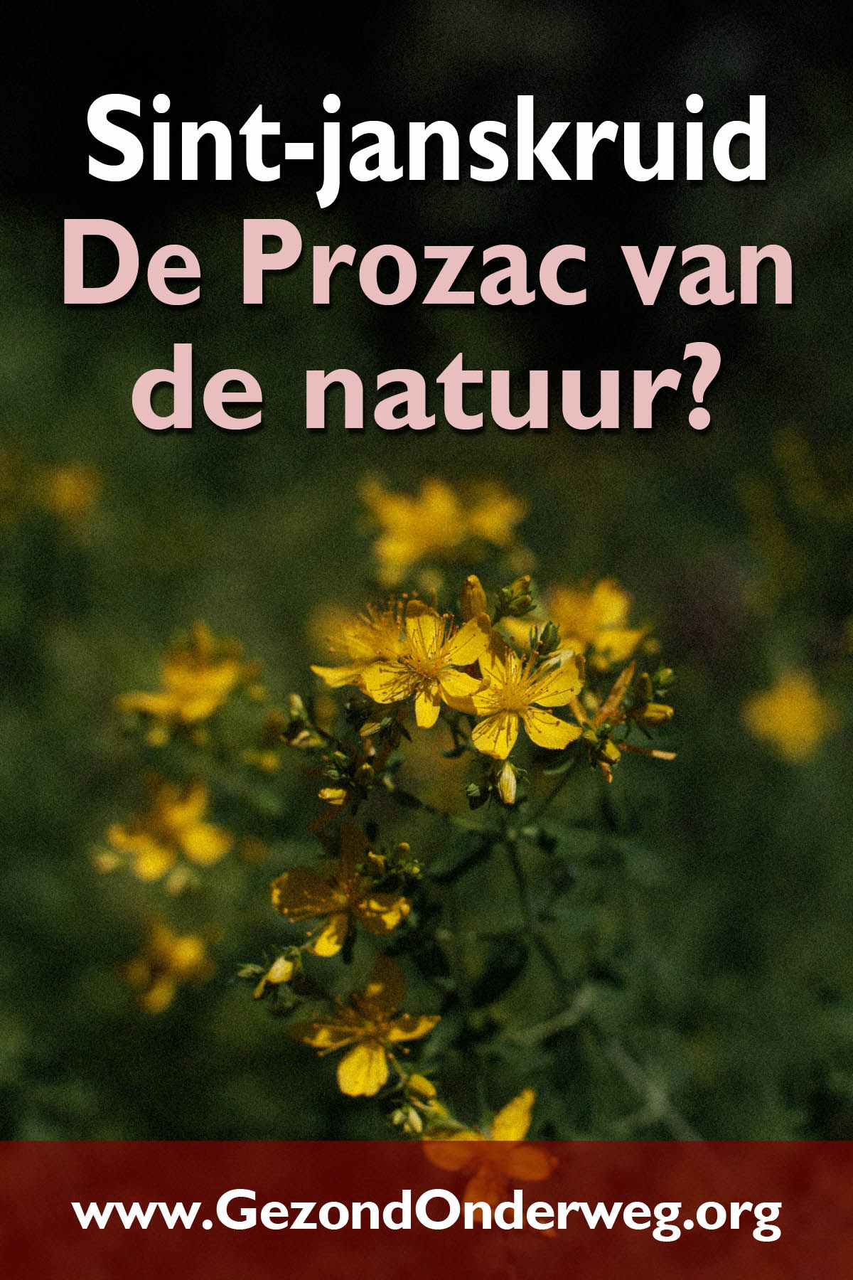 Sint-janskruid – De Prozac van de natuur?