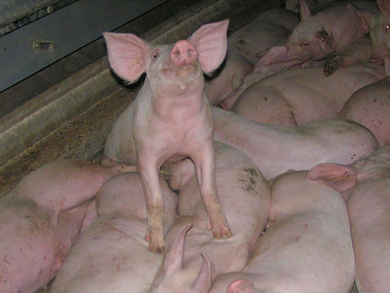 Wat een puinhoop! Varkens protesteren.