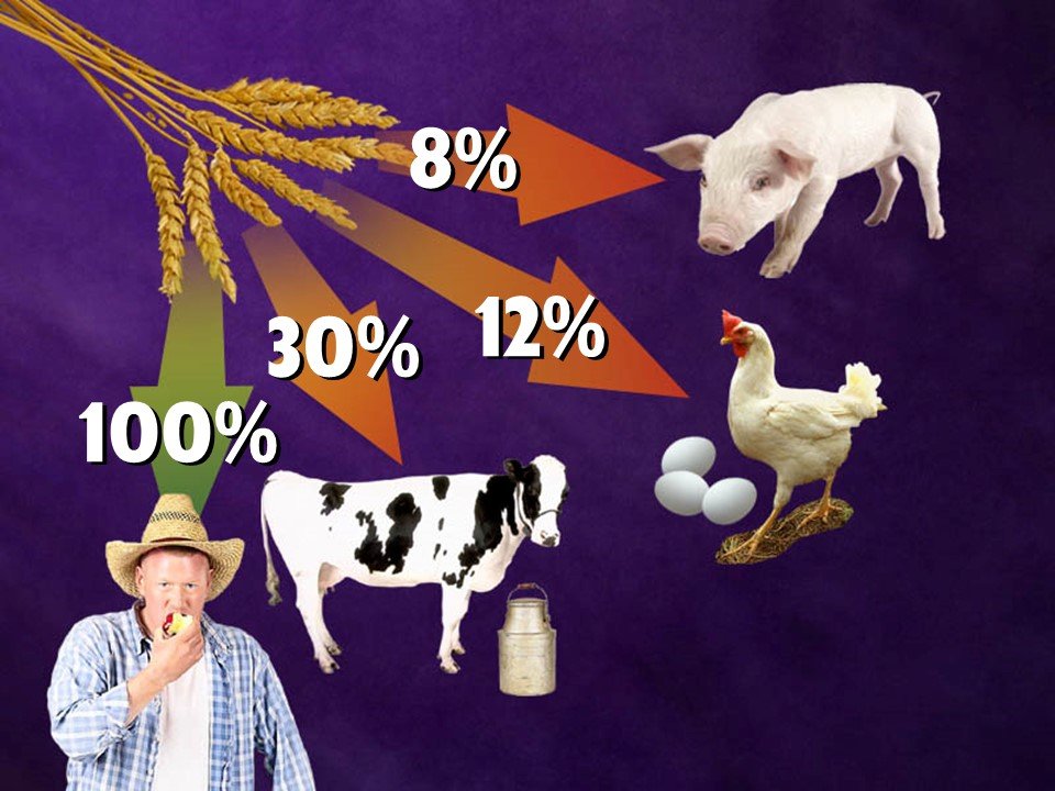 Diagram over energie-efficiëntie bij de productie van dierlijke eiwitten